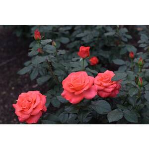 2 Gal. Ring of Fire Hybrid Tea Rose with Orange and Red Flower