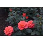 VAN ZYVERDEN Red Rose Mister Lincoln Root Stock 83881 - The Home Depot