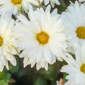 White Daisy Mammoth Mum (Chrysanthemum), Dormant Bare Root Starter Perennial Plant (1-Pack)