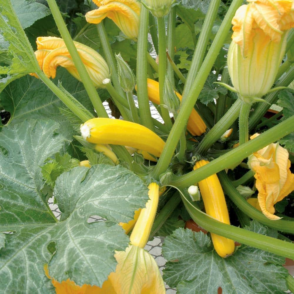 Burpee 3.5 in. Burpee Golden Summer Squash Vegetable Plant