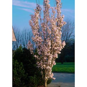 3 ft. Amanogawa Cherry Blossom Tree with Narrow Columnar Growth and Profuse Pale Pink Flowers