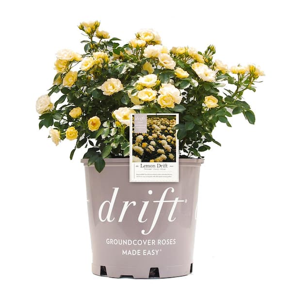 Drift 3 Gal. Lemon Drift Rose Bush with Bright Yellow Flowers in Grower's Pot (2-Pack)