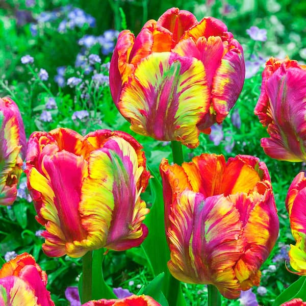 Breck's Rainbow Parrot Tulip Spring Flowering Bulbs (10-Pack)