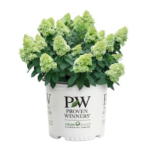 PROVEN WINNERS Let's Dance Diva Pink Hydrangea Shrub with Pink