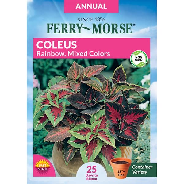 Ferry-Morse Coleus Rainbow Mixed Colors Flower Seed