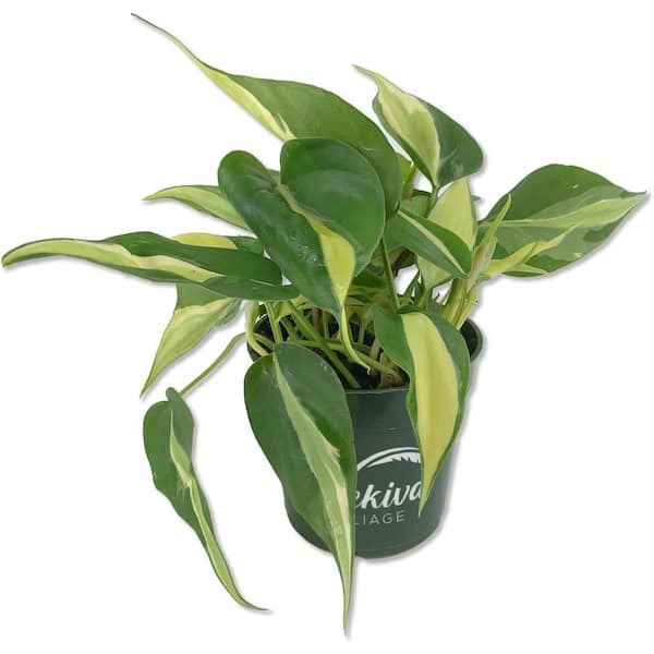 Wekiva Foliage Silver Stripe Philodendron-Live Plant in a 4 Inch Pot-Philodendron Erubescens-Houseplant