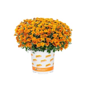1 Gal. Orange Mum Chrysanthemum Perennial Plant (1-Pack)