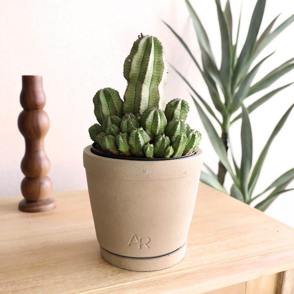 Euphorbia Cactus in Beige Clay Planter, 12-inch