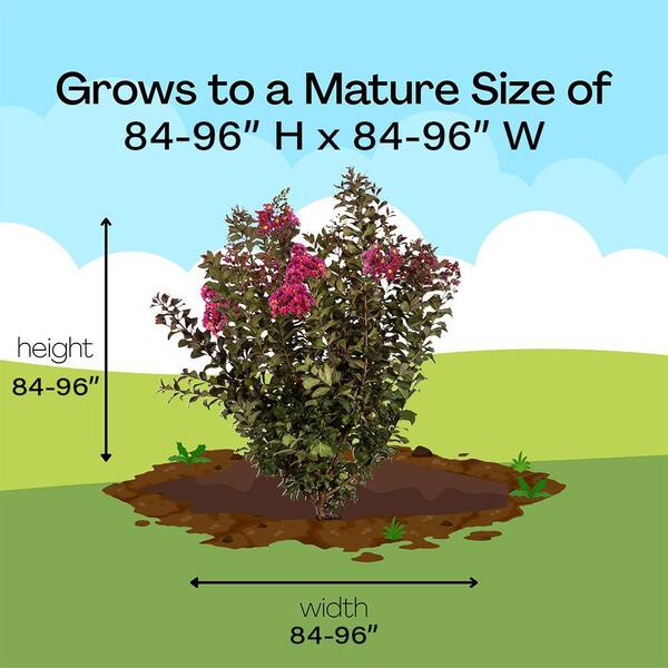 FIRST EDITIONS 2 Gal. Purple Magic Crape Myrtle Shrub with Purple