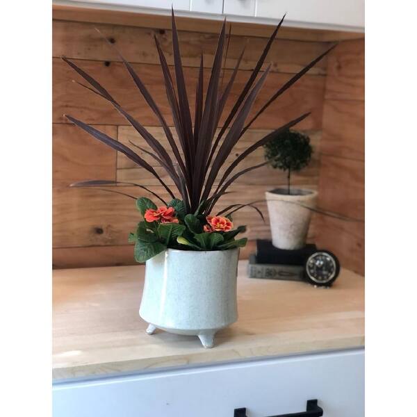 Perennial Cordyline Australis Red Star 1.0 Qt. - 2-Pack 2230 - The