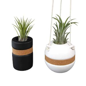 Live Air Plant Gift Home Decor (Pet-Safe Houseplants) with Black, White and Cork Tillandsia Vases (2-Pack)