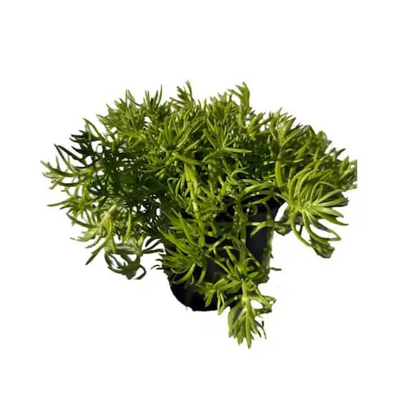 Sedum Lemon Ball Plants Drought Tolerent Pet-Safe Spreading in Pots (1-Pack)