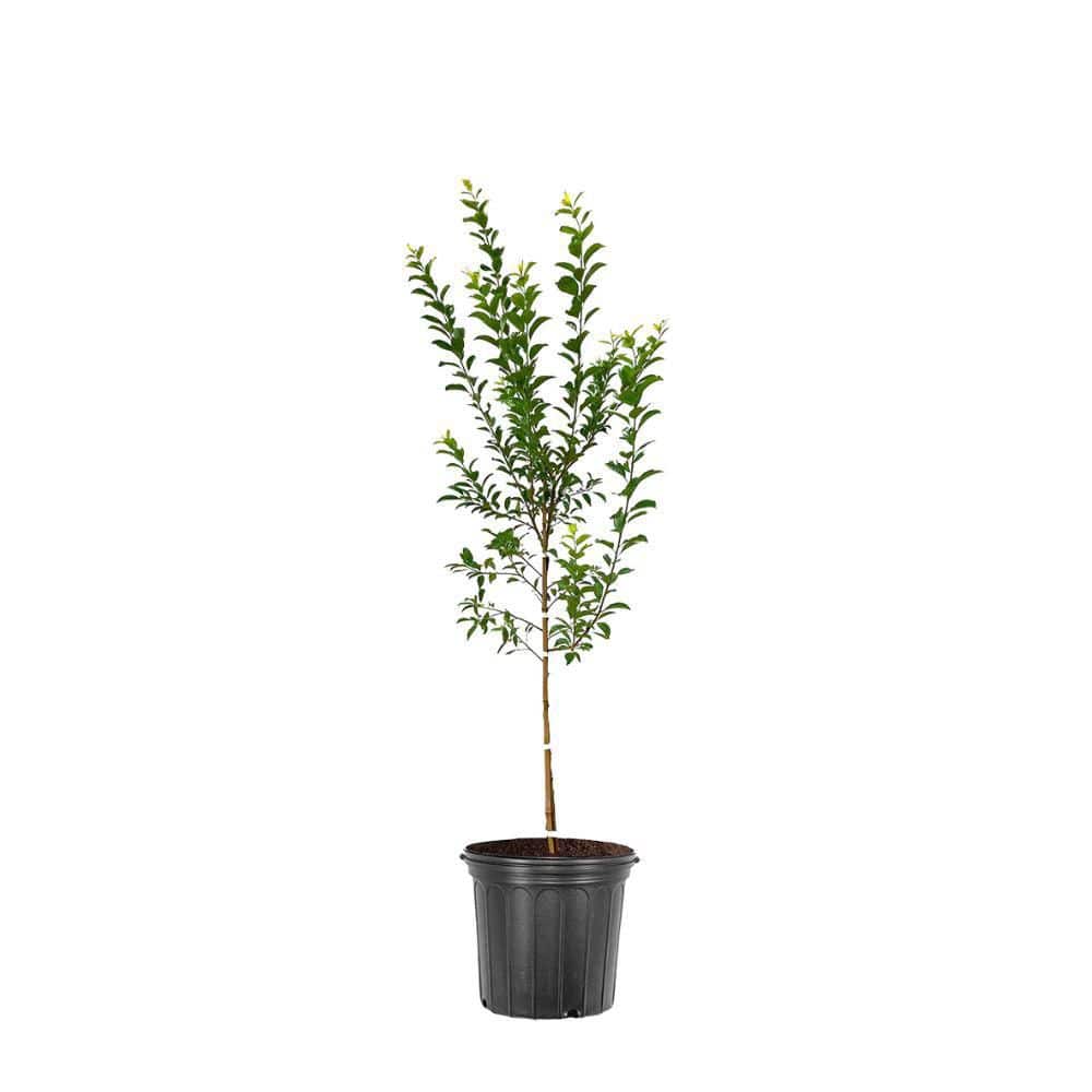 1 gal. Toka Deciduous Plum Tree