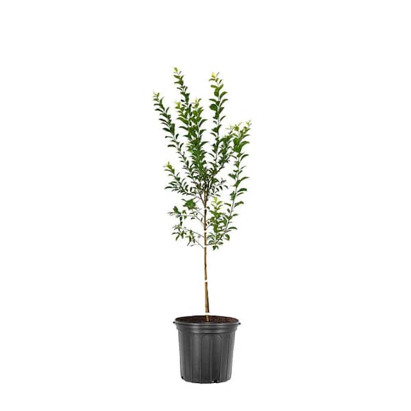 1 gal. Toka Deciduous Plum Tree