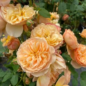 4.5 in. qt. Flavorette Honey-Apricot Rose (Rosa) with Orange Flowers