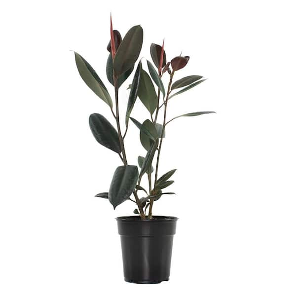 national PLANT NETWORK 6 in. Ficus Burgundy Houseplant in Grower Container