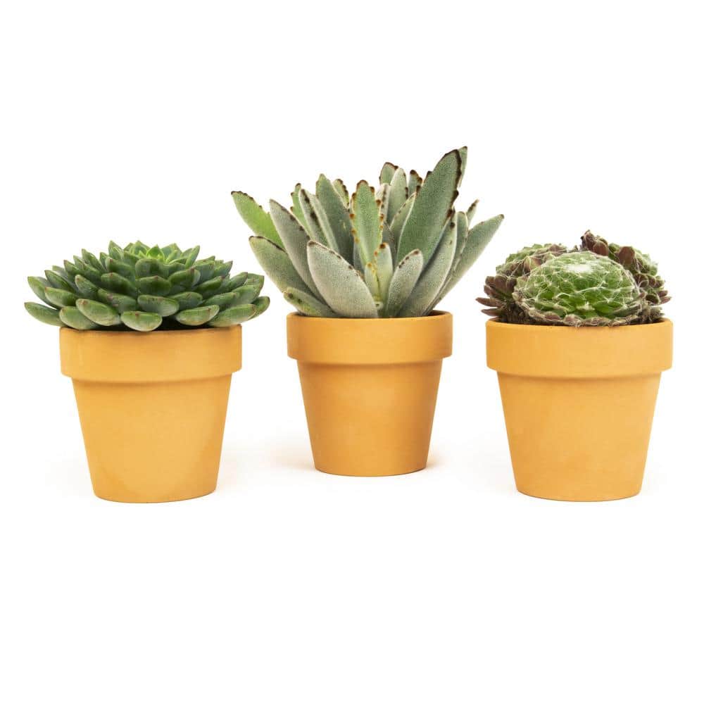 Multicolor Succulent Variety Pack in Clay Pots