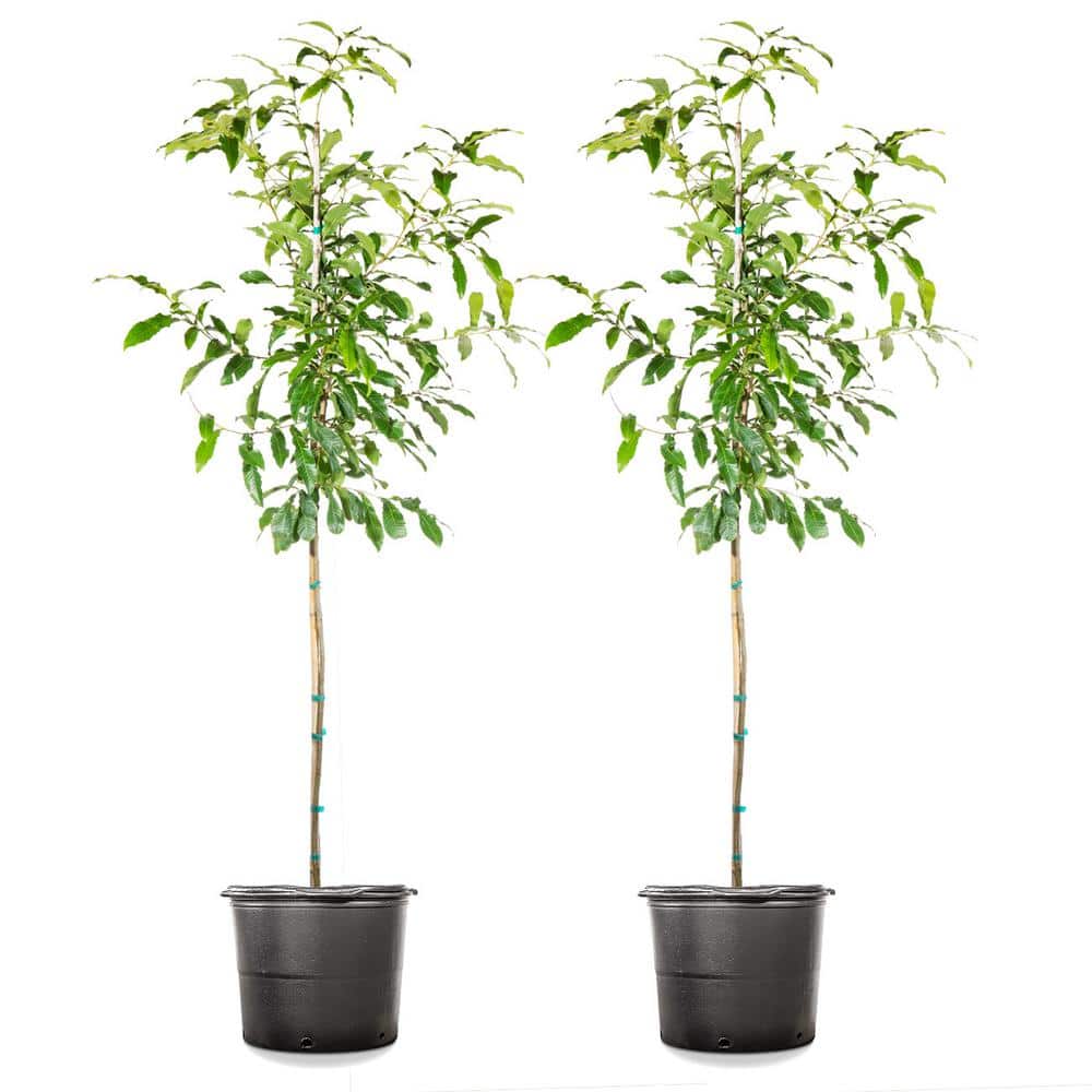 5 Gal. Sawtooth Oak Tree (2-Pack)