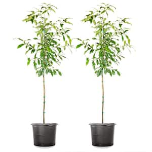 5 Gal. Sawtooth Oak Tree (2-Pack)