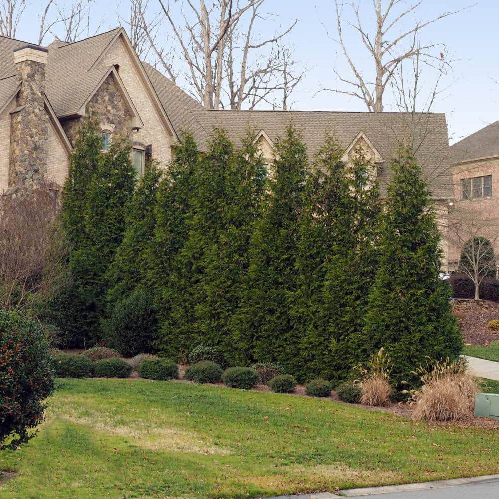 Thuja Green Giant Fast-Growing Evergreen Privacy Tree in 3-Gallon Container