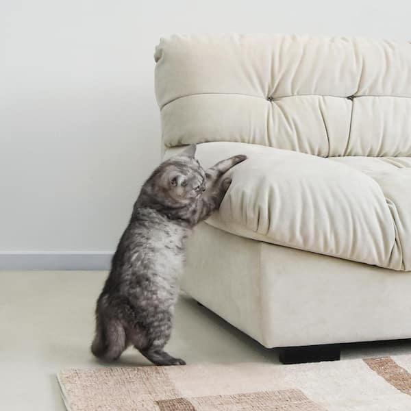 Microfiber couch fashion cats