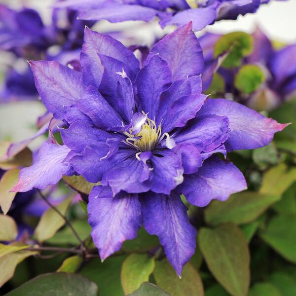 Spring Hill Nurseries 3 In. Pot Daniel Deronda Clematis Live Perennial Plant Vine with Violet-Blue Flowers (1-Pack)