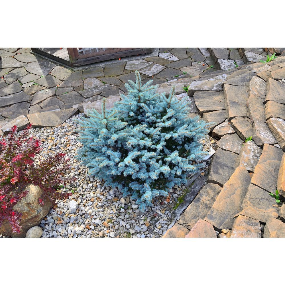 Dwarf Blue Globe Spruce with Icy Blue...
