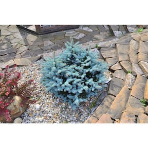 1 gal. Dwarf Blue Globe Spruce with Icy Blue Evergreen Foliage