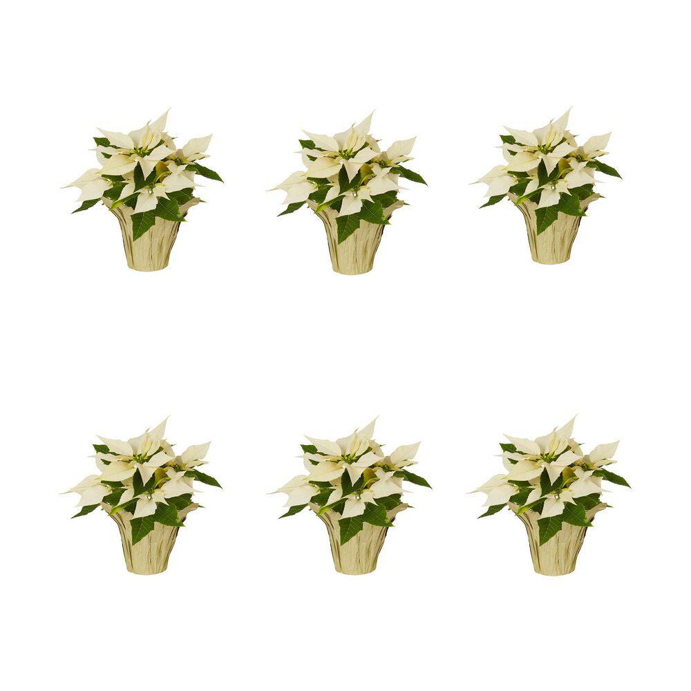 METROLINA GREENHOUSES 4 in. Live Christmas Poinsettia White with Gold