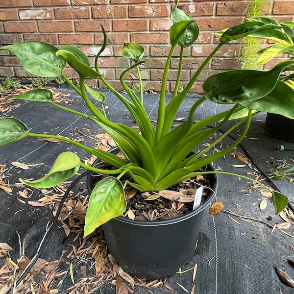 Unbranded 3 Gal. Tiny Dancer Elephant Ear Non Flowering Shrub