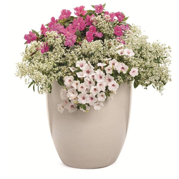 Proven Winners 7 in. Royale Proven Selections SunPatiens Compact