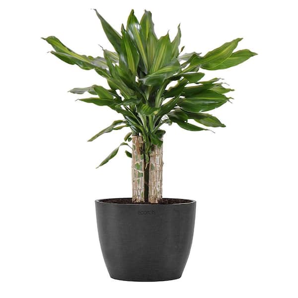 United Nursery Dracaena sol Dragon Tree Live Plant in 6 inch Premium Sustainable Ecopots Dark Grey Pot with Removeable Drainage Plug