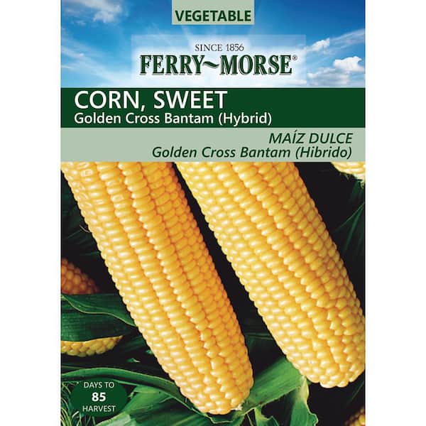 Golden X Bantam Corn Seed