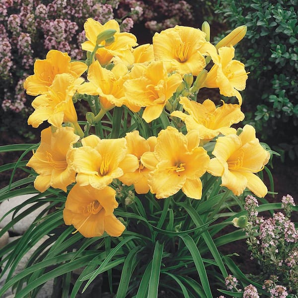 Spring Hill Nurseries Yellow Flowers Stella D'Oro Daylily (Hemerocallis) Live Bareroot Perennial Plants (5-Pack)