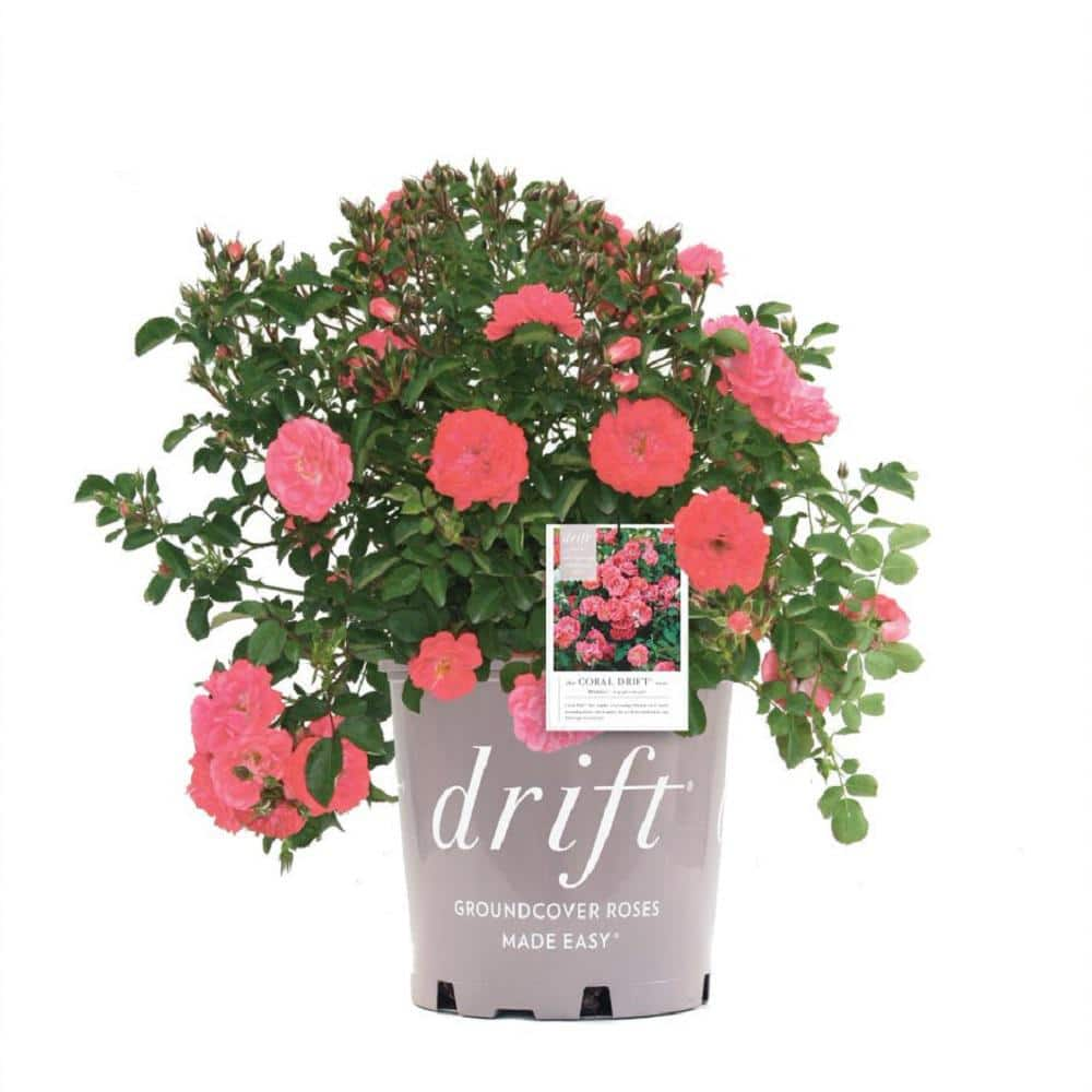 Drift 1 Gal. Coral Drift Rose Bush with Coral Flowers 19751 - The Home ...