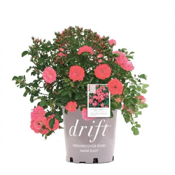 Drift 1 Gal. Coral Drift Rose Bush with Coral Flowers