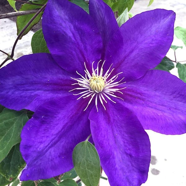 Clematis The President-2 Live Plants in 3.5 in. Growers Pots-Bold and Beautiful Starter Flowering Vine