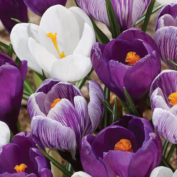 VAN ZYVERDEN Crocus Large Flowering Mix Dormant Bulbs 10060PHD