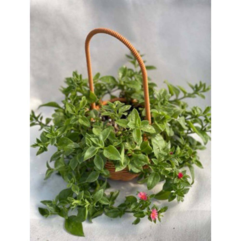 Livingstone Daisy Drought Tolerent Pet-Safe Spreading with More than 20 Branches price history on PriceWatchPro
