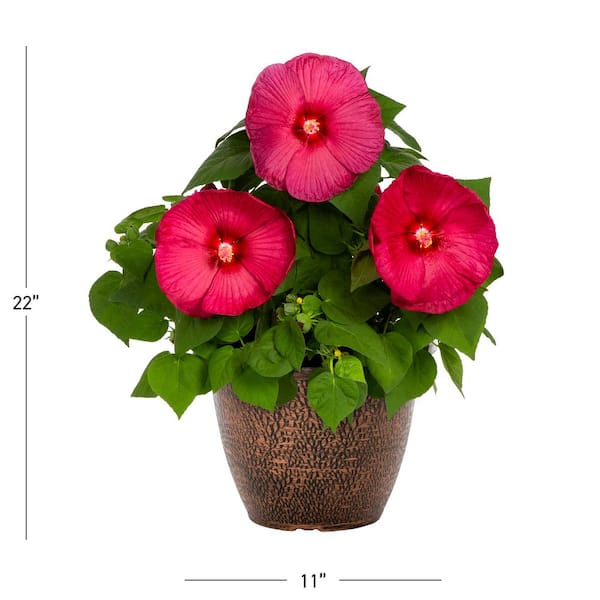 1.75 Gal. Hibiscus Luna Red Perennial Plant (1-Pack)