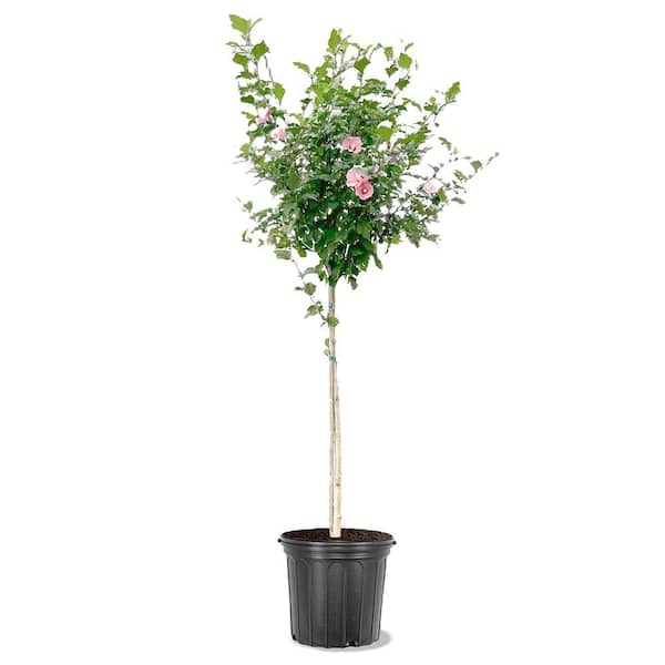 Unbranded 5 gal. Red Althea, Rose of Sharon, Deciduous, Tree Form