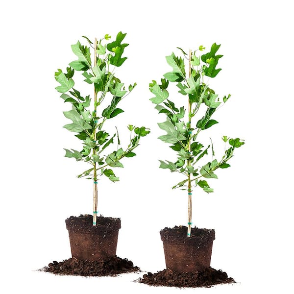 5 Gal. Tulip Poplar Tree (2-Pack)
