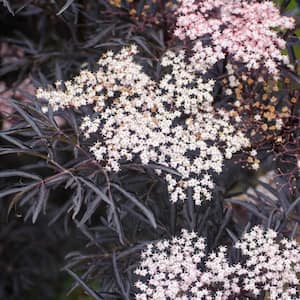 2.50 qt. Pot, Black Tower Elderberry Deciduous Flowering Shrub (1-Pack)