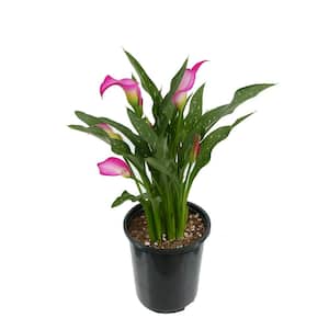 2.5 qt. Perennial Calla Lily Pink