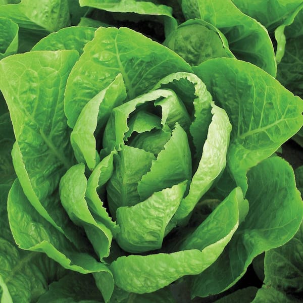 Gurney's Super Jericho Romaine Lettuce Seed Tape, Includes 2 Seed Tapes Each 7.50 ft. L