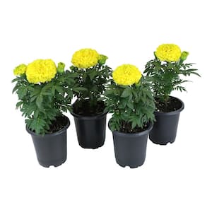 4 in. Marigold African Yellow Plant (4-Pack)