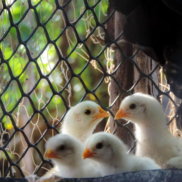 Versatile HDPE Plastic Wire Mesh Fence For Poultry, Dogs, Rabbits & Gardening - Durable And Eco-Friendly Garden Fencing Solution