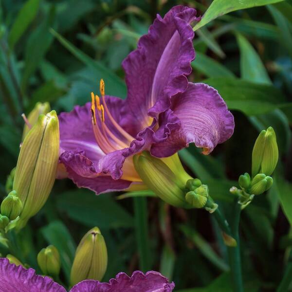 national PLANT NETWORK Bare Root Daylily Garden Show (3-Pack