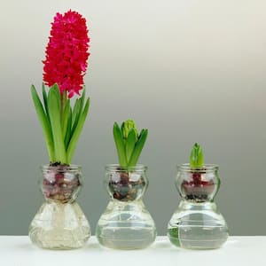 Red Hyacinth Bulb Kit with Clear Artisan Glass