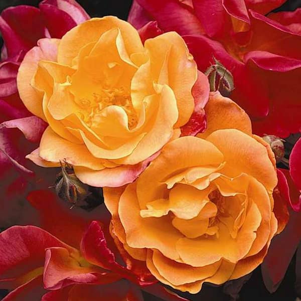 Spring Hill Nurseries 3 Gal. Pot, Joseph's Coat Climbing Rose, Live Potted Flowering Plant (1-Pack)